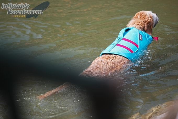 Dog Swimming with Ruffwear Float Coat